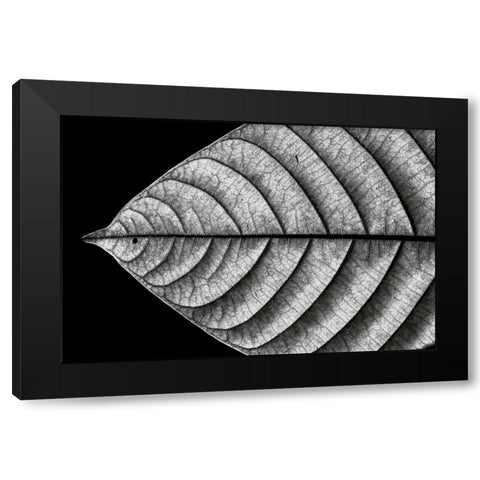 Dry Fish Black Modern Wood Framed Art Print with Double Matting by J. Bhange, Nilesh