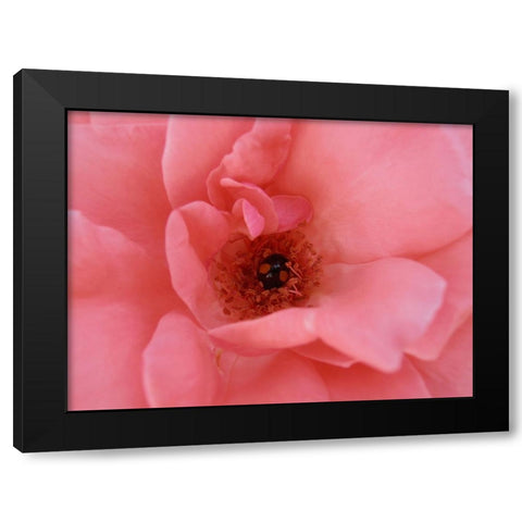 Black Ladybug Black Modern Wood Framed Art Print by Petrovic, Snezana