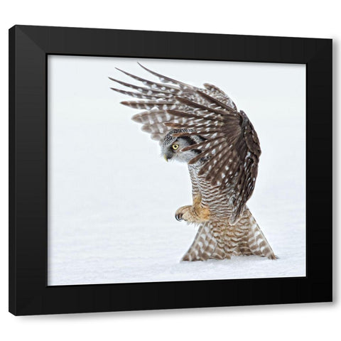 Pouncing !!!! Black Modern Wood Framed Art Print by Forns, Alfred