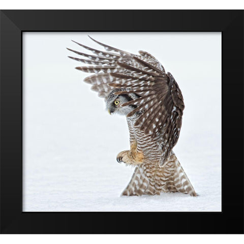 Pouncing !!!! Black Modern Wood Framed Art Print by Forns, Alfred