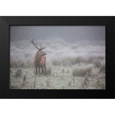 Prideful. Deer . Black Modern Wood Framed Art Print by Badiola, Aitor