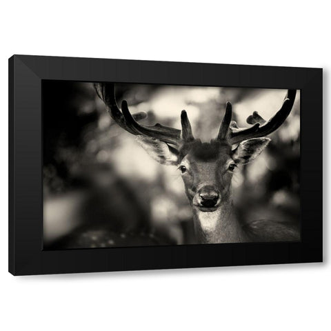 Bambi Black Modern Wood Framed Art Print by Stimac, Sandra