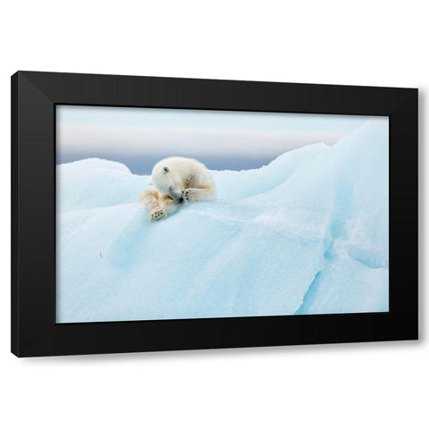 Polar Bear Grooming Black Modern Wood Framed Art Print by Gil Raga, Joan