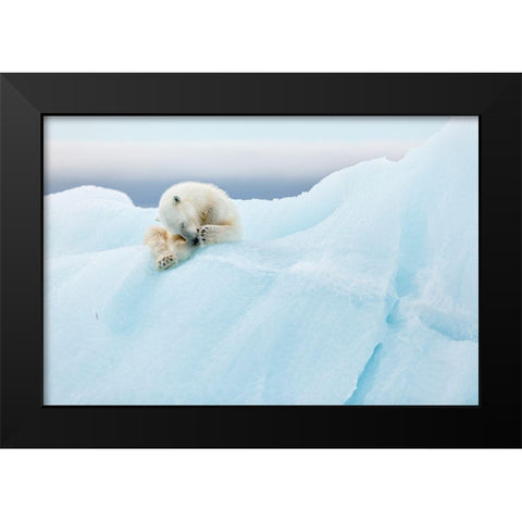 Polar Bear Grooming Black Modern Wood Framed Art Print by Gil Raga, Joan