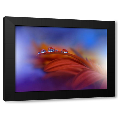 Metamorphosis Black Modern Wood Framed Art Print by Nan, Juliana