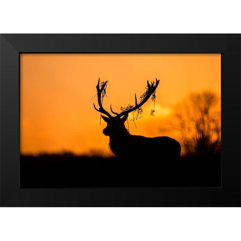 Red Deer Stag Silhouette Black Modern Wood Framed Art Print by Harling, Stuart