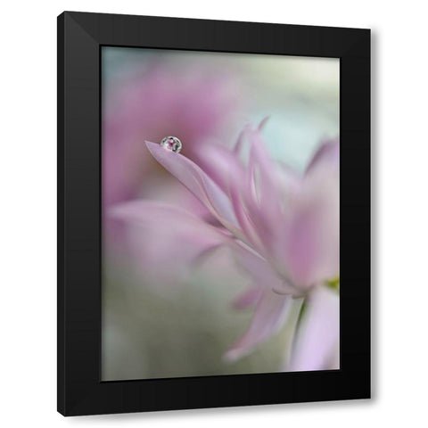 In Pink Delight Black Modern Wood Framed Art Print by Westum, Heidi