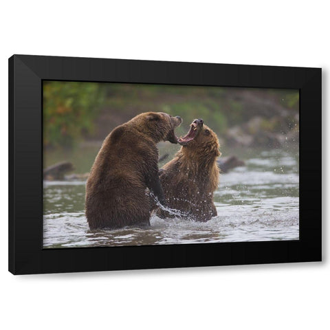Bears War Black Modern Wood Framed Art Print with Double Matting by Ferraro, Valerio