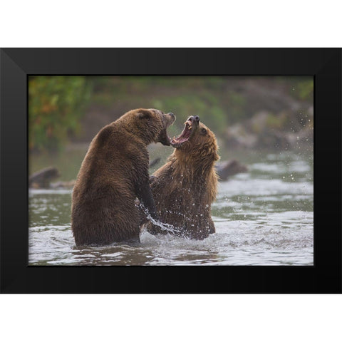 Bears War Black Modern Wood Framed Art Print by Ferraro, Valerio