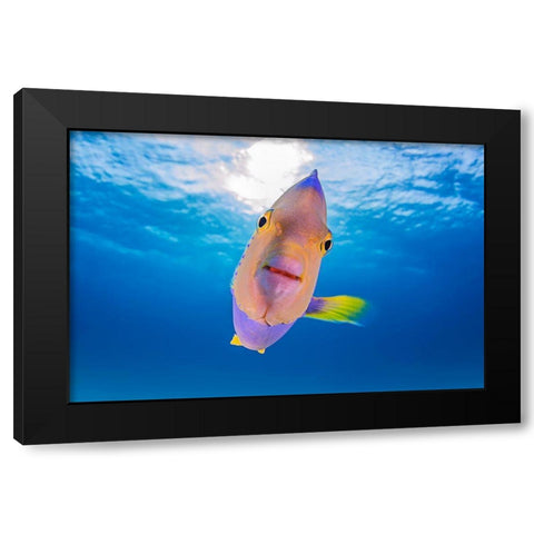 Kiss From An Angel Black Modern Wood Framed Art Print by Kiefer, Ken