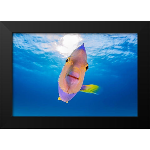 Kiss From An Angel Black Modern Wood Framed Art Print by Kiefer, Ken