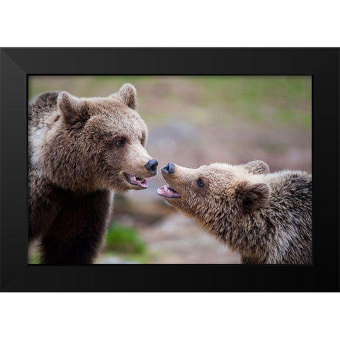 Close Contact Black Modern Wood Framed Art Print by Eriksson, Robin