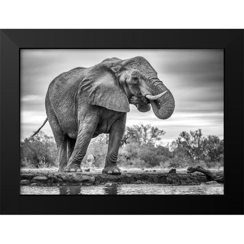 Standing Proud Black Modern Wood Framed Art Print by Marx, Jaco