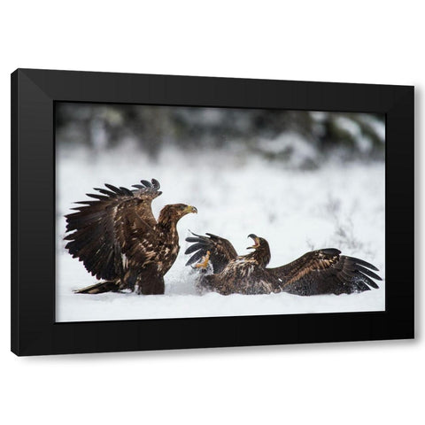 Ready To Fight Black Modern Wood Framed Art Print with Double Matting by Eriksson, Robin