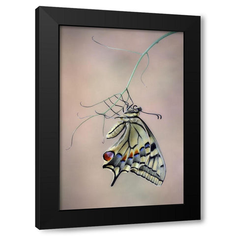 Papallona Rei Black Modern Wood Framed Art Print by Hoffman, Jimmy