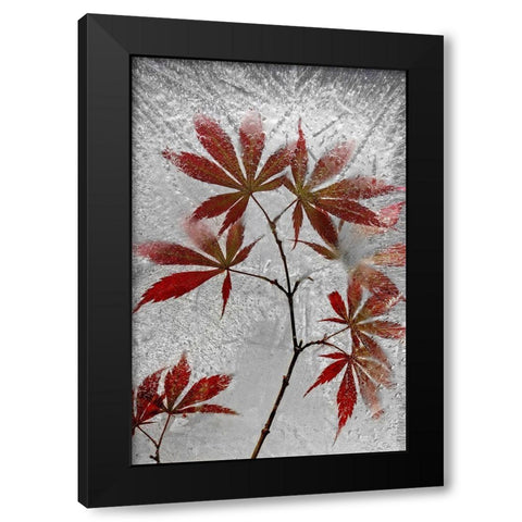Red Maple Black Modern Wood Framed Art Print with Double Matting by Losada, Secundino