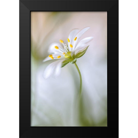 Stitchwort Soft Black Modern Wood Framed Art Print by Disher, Mandy