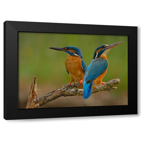 Kingfisher (Alcedo Atthis) Black Modern Wood Framed Art Print with Double Matting by Benfer, Stefan