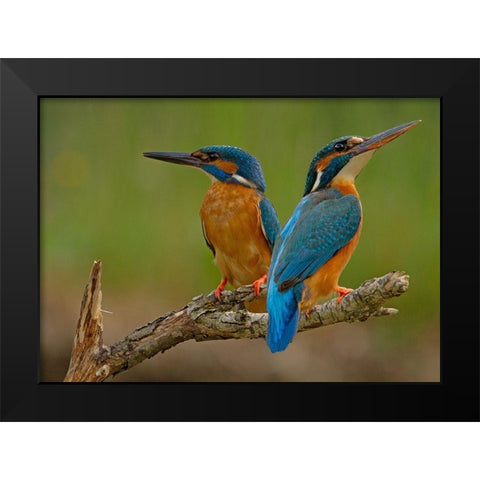 Kingfisher (Alcedo Atthis) Black Modern Wood Framed Art Print by Benfer, Stefan