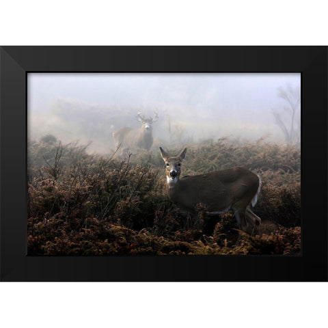 The Rut In On - White-Tailed Deer Black Modern Wood Framed Art Print by Cumming, Jim