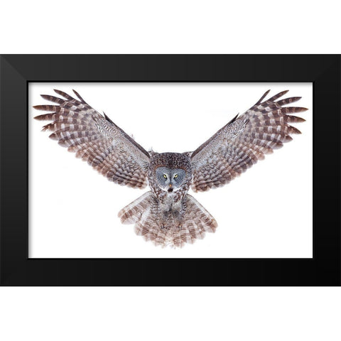Power - Great Grey Owl Black Modern Wood Framed Art Print by Cumming, Jim