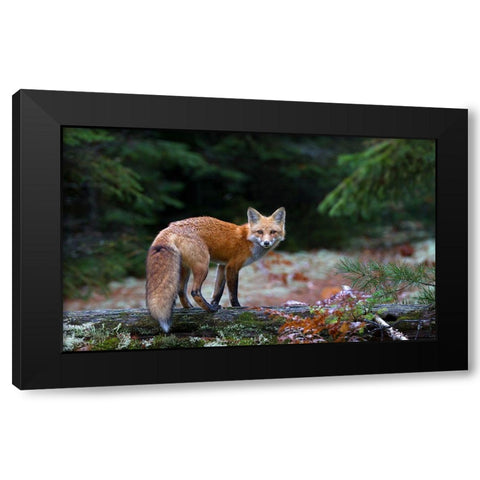 Red Fox In Algonquin Park Black Modern Wood Framed Art Print with Double Matting by Cumming, Jim