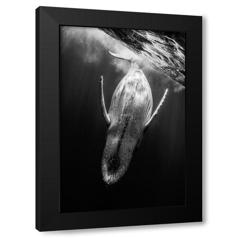 Black A Whale Black Modern Wood Framed Art Print with Double Matting by Gabriel, Barathieu