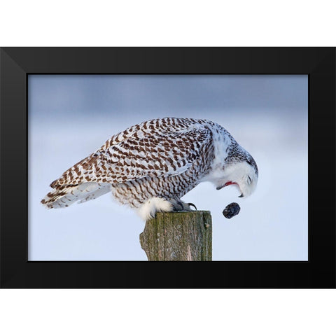 Snowy Owl - Cough It Up Buddy Black Modern Wood Framed Art Print by Cumming, Jim