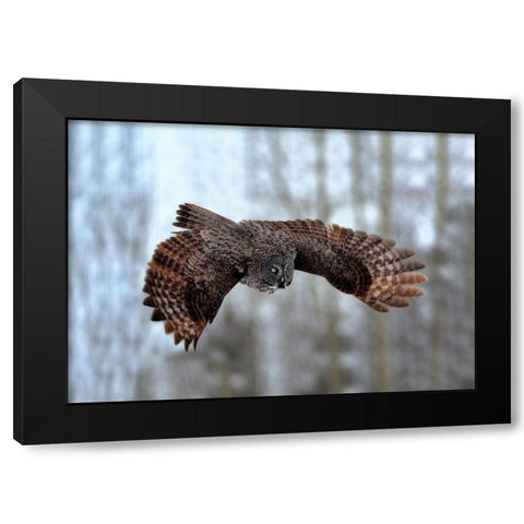 Soaring Black Modern Wood Framed Art Print by Stahl, Peter