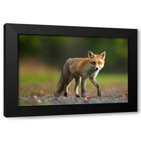 Red Fox Black Modern Wood Framed Art Print by Zygmunt, Milan