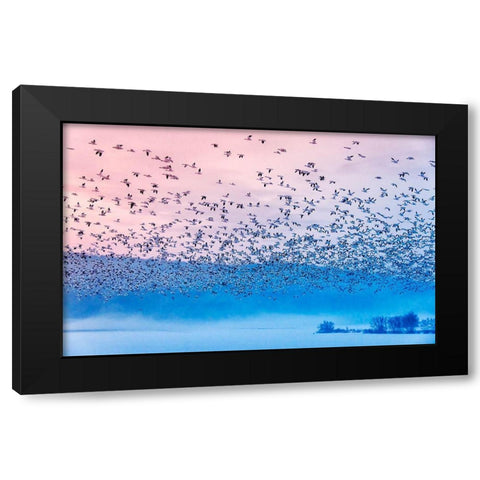 Flying In The Fogging Morning Black Modern Wood Framed Art Print by Li, Rob