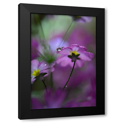 In Pink Surroundings Black Modern Wood Framed Art Print by Westum, Heidi