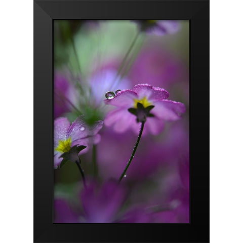 In Pink Surroundings Black Modern Wood Framed Art Print by Westum, Heidi