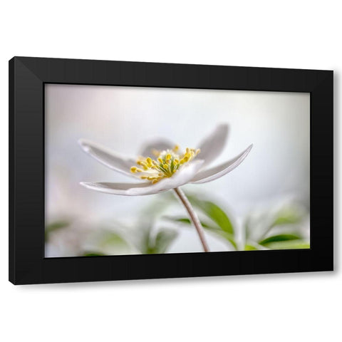 Wood Anemone Black Modern Wood Framed Art Print by Disher, Mandy