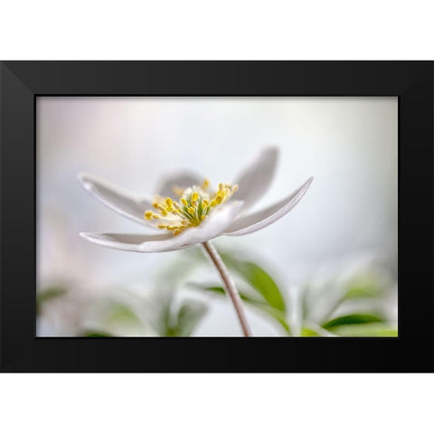 Wood Anemone Black Modern Wood Framed Art Print by Disher, Mandy