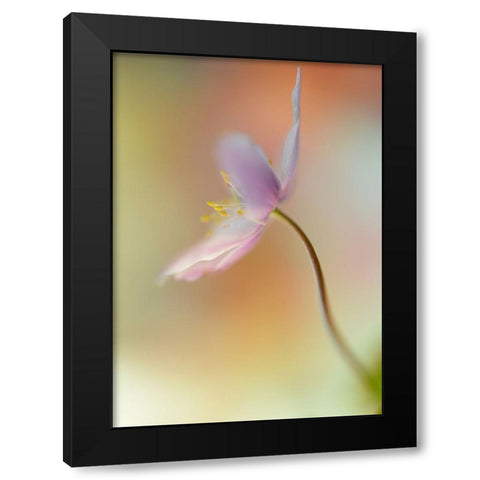 Tender Spring Black Modern Wood Framed Art Print with Double Matting by Westum, Heidi
