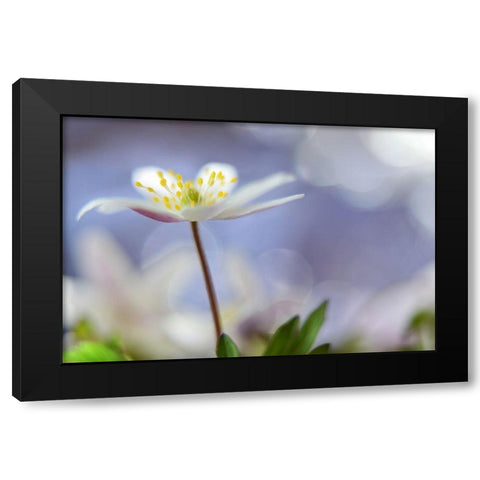 Purple Spring Black Modern Wood Framed Art Print by Westum, Heidi