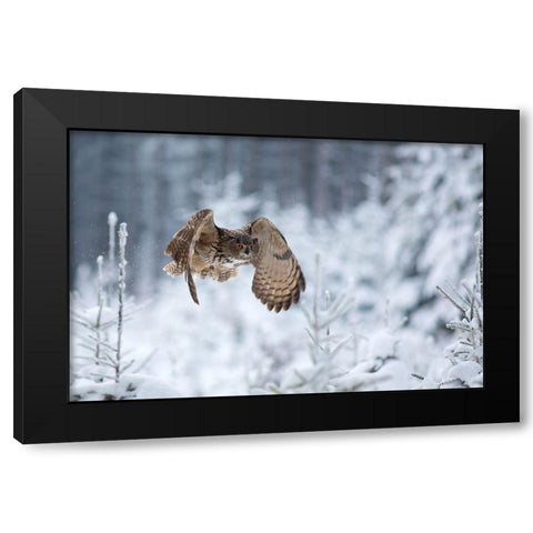 Eurasian Eagle-Owl Black Modern Wood Framed Art Print by Zygmunt, Milan