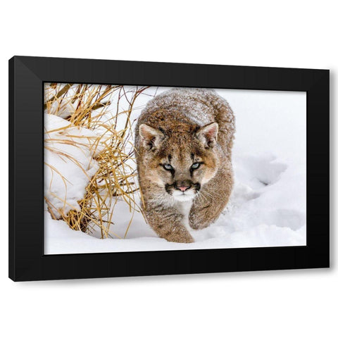 Sneaky Cougar Black Modern Wood Framed Art Print by Centioli, Mike
