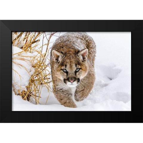 Sneaky Cougar Black Modern Wood Framed Art Print by Centioli, Mike