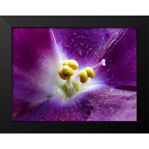 Violet Black Modern Wood Framed Art Print by Markovic, Vojislav