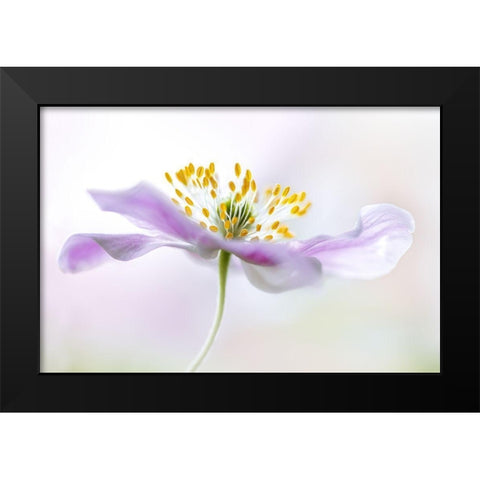 Wood Anemone Black Modern Wood Framed Art Print by Disher, Mandy