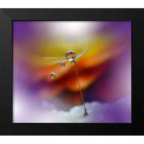 Little Night Music... Black Modern Wood Framed Art Print by Nan, Juliana