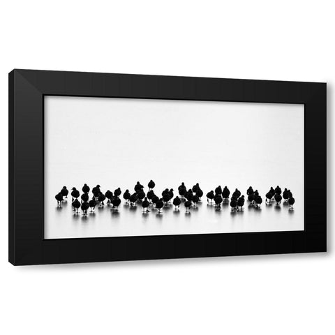 Eurasian Coots Black Modern Wood Framed Art Print with Double Matting by Vasilev, Yordan