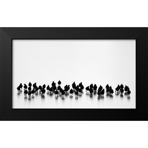 Eurasian Coots Black Modern Wood Framed Art Print by Vasilev, Yordan