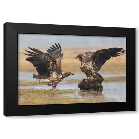 Open Wings Black Modern Wood Framed Art Print by Ferretto, Fabio