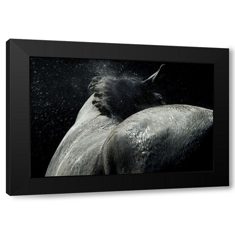 Horse Power Black Modern Wood Framed Art Print by Malovrh, Milan