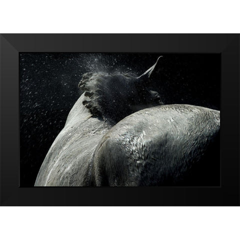Horse Power Black Modern Wood Framed Art Print by Malovrh, Milan