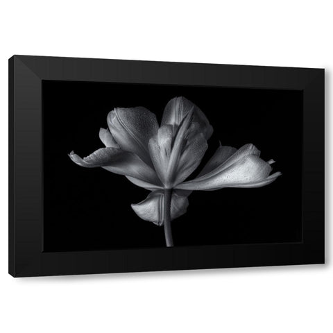 Tulipa Exotic Emperor Black Modern Wood Framed Art Print with Double Matting by Myles, Penny