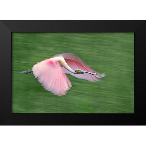 Pink And Green Black Modern Wood Framed Art Print by Chang, Cheng